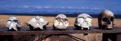 Skulls on a table at Koobi Fora