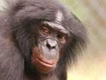 Panbanisha, a bonobo chimpanzee