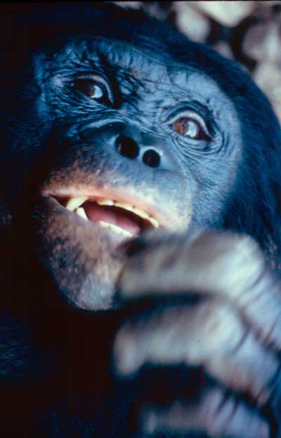 Image of Kanzi
