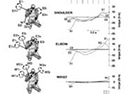 Diagram showing biomechanis of stone flaking