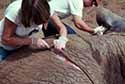 Kathy Schick and Nick Toth doing experimental butchery