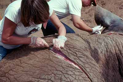 Experimental elephant butchery