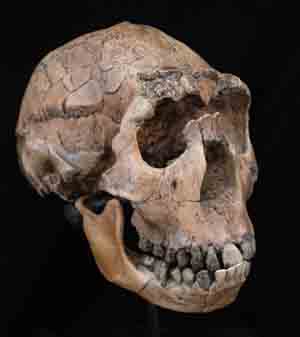 Image of Homo erectus cranium
