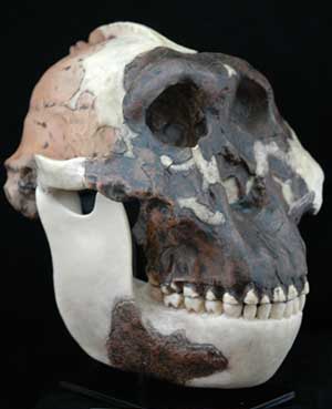 Image of Zinjanthropus, the nut cracker